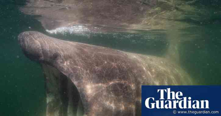 ‘Sharks are my film stars’: how the Jacques Cousteau of the North Sea finally unlocked its beauty