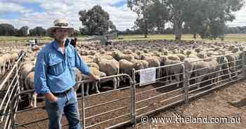 Spring sheep sales kick off at Hillston as ewes inch towards $500 a head