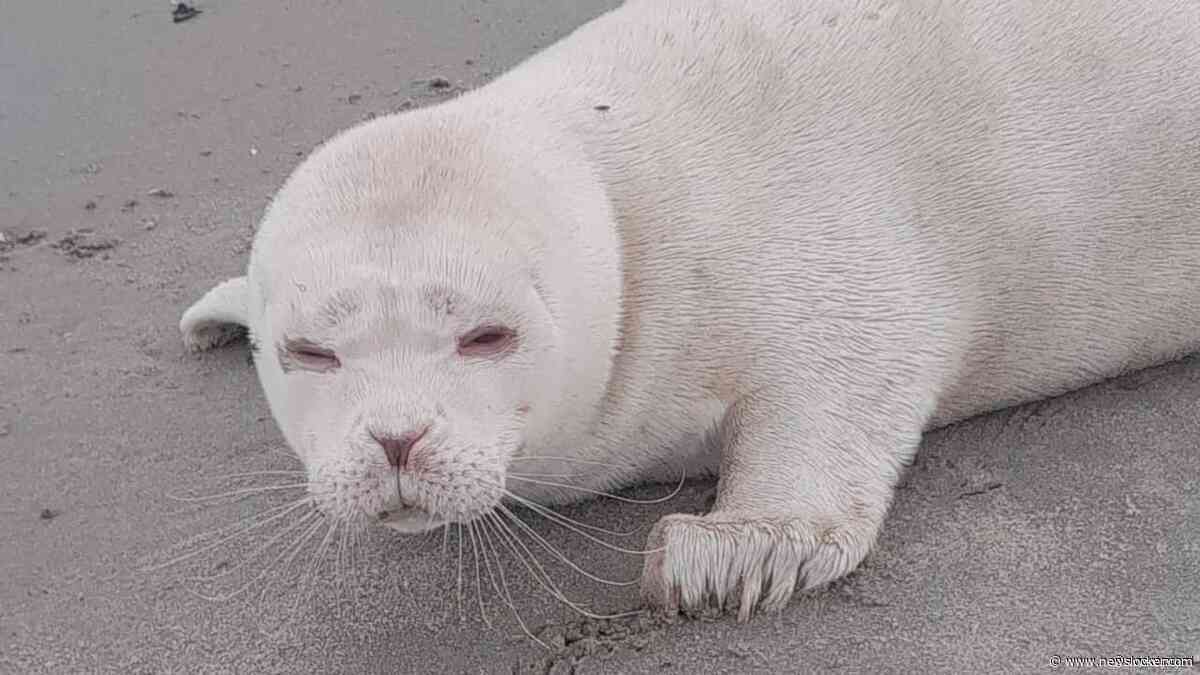 Zeldzame zeehond met albinisme gevonden op strand Neeltje Jans