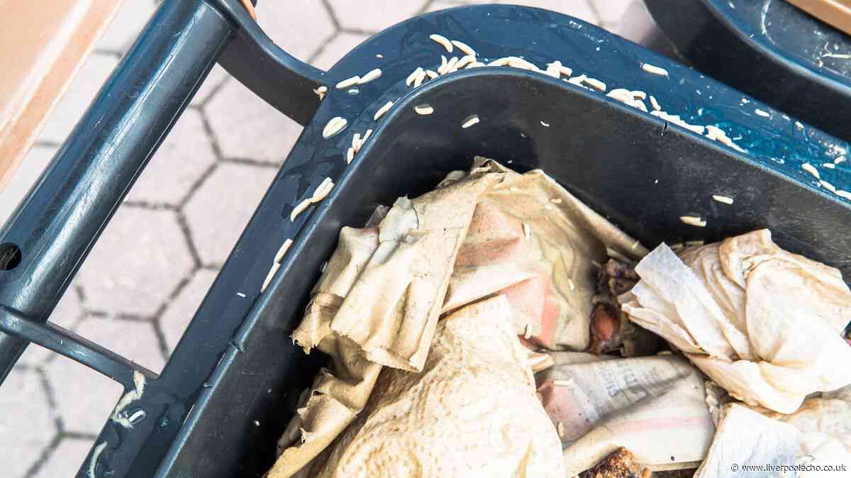 Kill maggots 'instantly' with 65p kitchen staple you can add to bins now