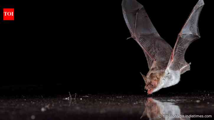 Scientists fooled 11 bat species with fake water covered in clear plastic