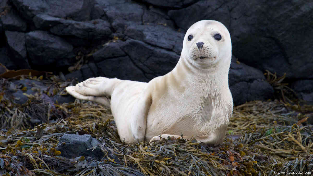 Zeldzame ’albino-zeehond’ gevonden op strand Neeltje Jans: ’Speling van de natuur’