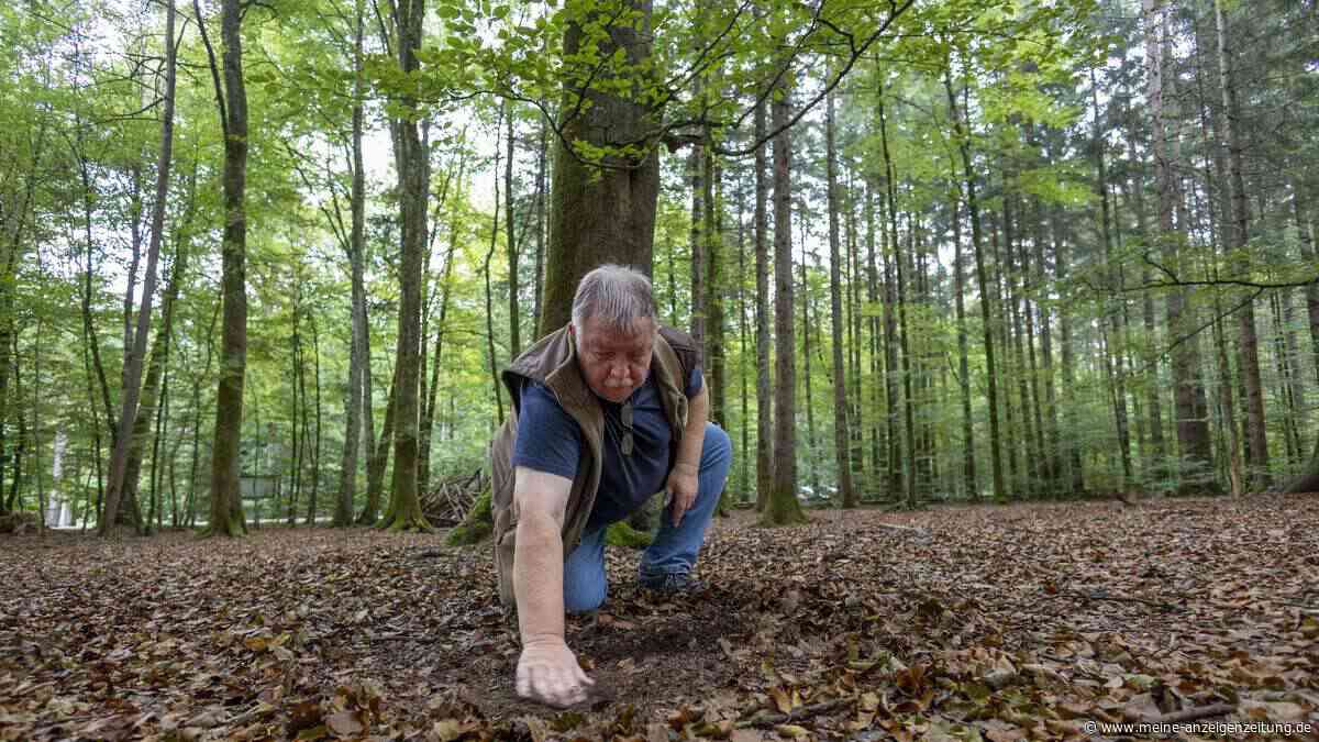 „Alles Sahara“: Pilzsucher im Landkreis Ebersberg verzweifeln an der Trockenheit
