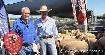 Legacy continues: first-time winner claims top prize at Tamworth lamb comp