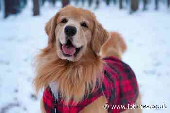 Beloved Golden Retriever Tucker Budzyn Dies From Sudden Intestinal Infection Caused by Successful Chemo