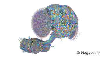 5 amazing visuals show how the male fruit fly’s brain map is advancing neuroscience