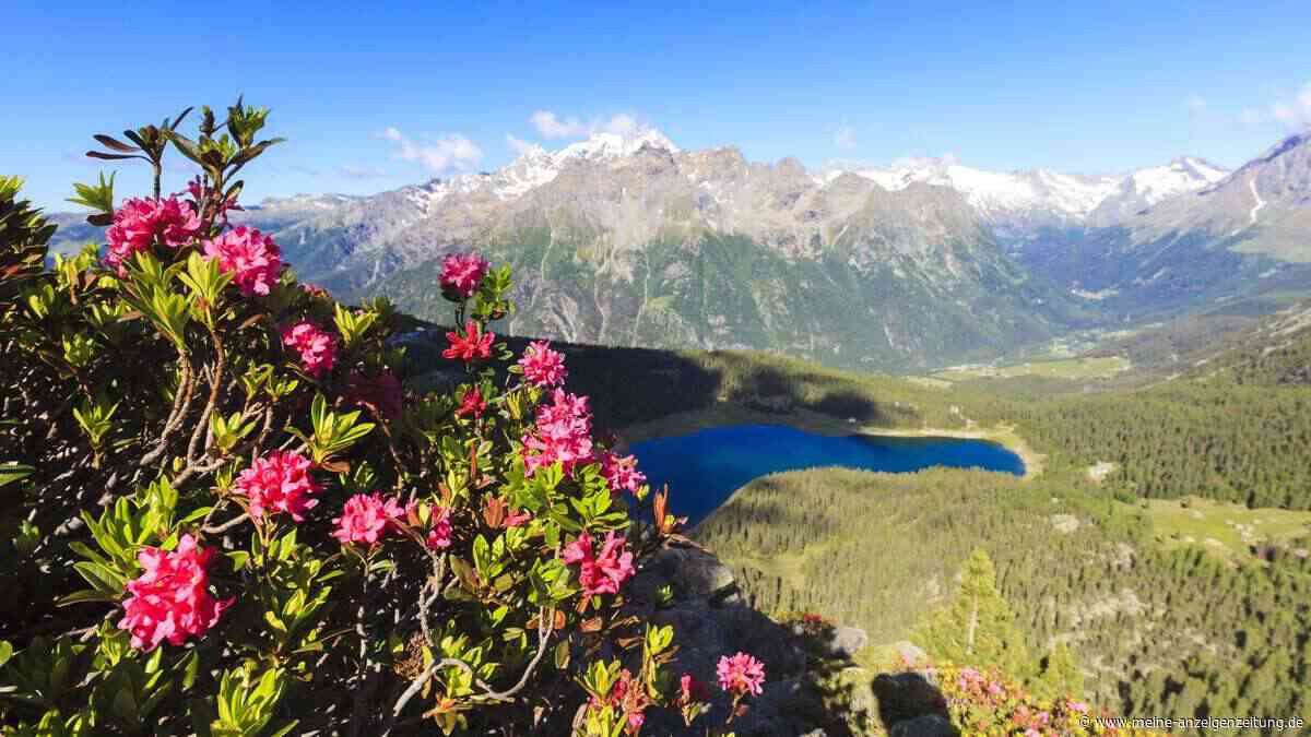 Klimawandel auf Berggipfeln: Warum mehr Pflanzen plötzlich weniger Vielfalt bedeuten