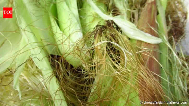 DIY: 5 clever ways to repurpose corn husks in under 10 minutes and give everyday items a creative makeover