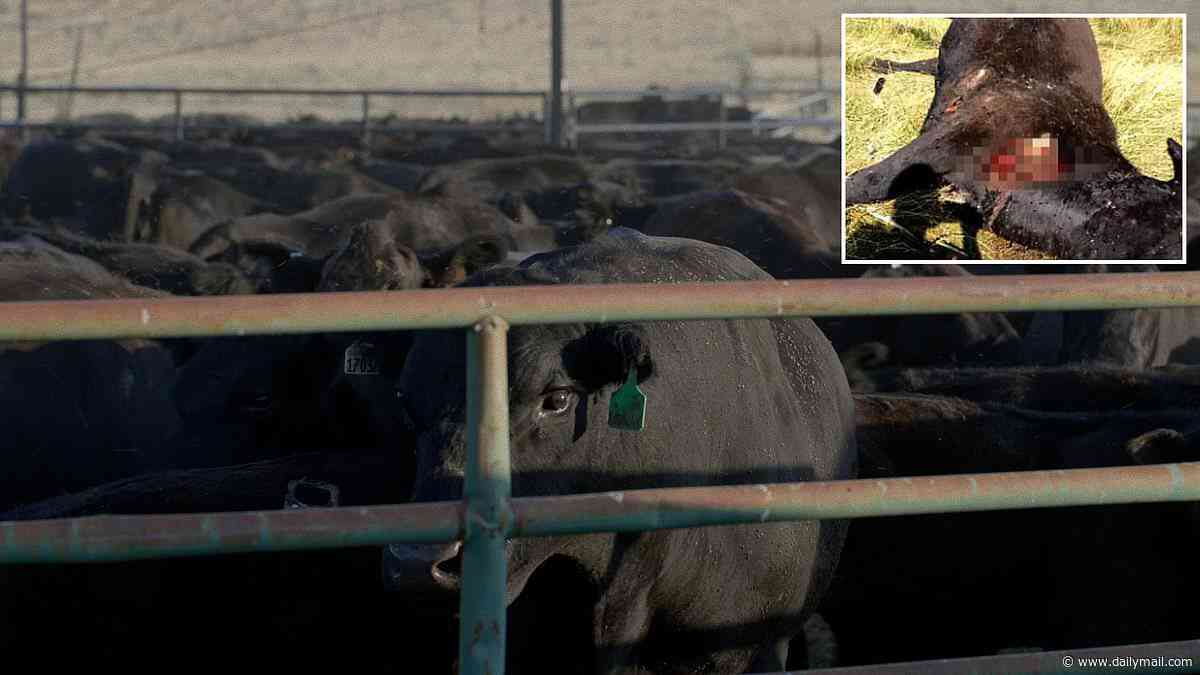 Cows found mutilated and drained of every drop of blood across remote Oregon... and baffled deputy has a chilling theory