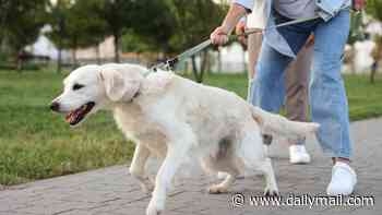 Does your dog have ADHD? Vet claims pooches can be hyperactive just like humans - here are the signs to look out for