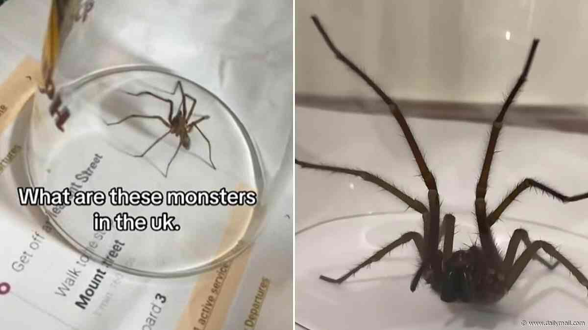 Why your house is a magnet for spiders: Horrified Brits say their homes are crawling with eight-legged critters - here's what's behind the invasion