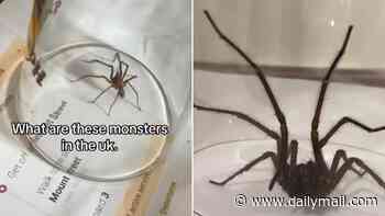 Why your house is a magnet for spiders: Horrified Brits say their homes are crawling with eight-legged critters - here's what's behind the invasion