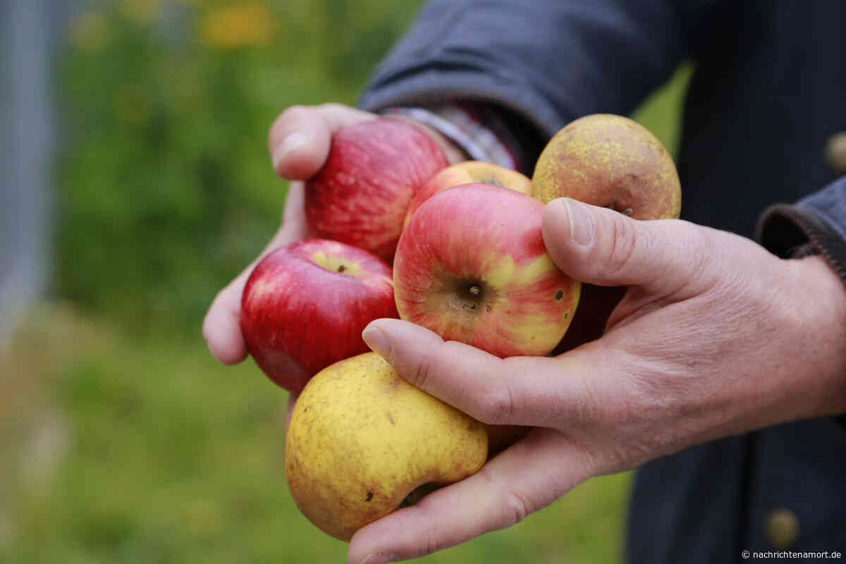 Alte Obstbäume: Sortenschätze gesucht