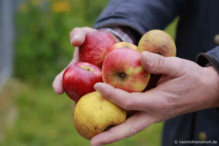 Alte Obstbäume: Sortenschätze gesucht