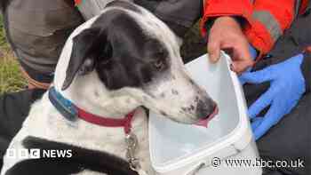 Tangled dog Twiggy rescued by firefighters