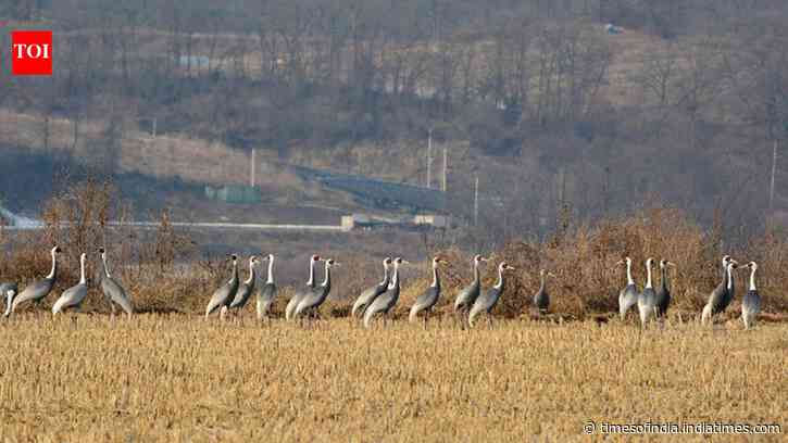 In 1953, North and South Korea established a demilitarised zone; decades later it is a 155-mile-long wildlife haven