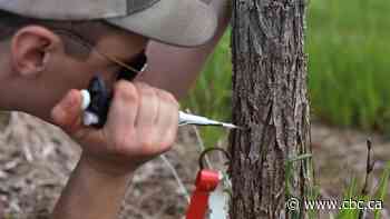 Dutch elm disease ravaged Canadian cities. Can we help trees protect themselves?
