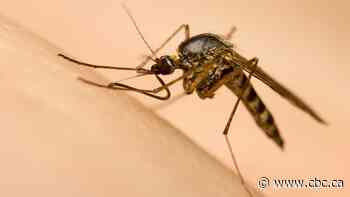 Seeing more mosquitoes than normal this time of year? You're not alone