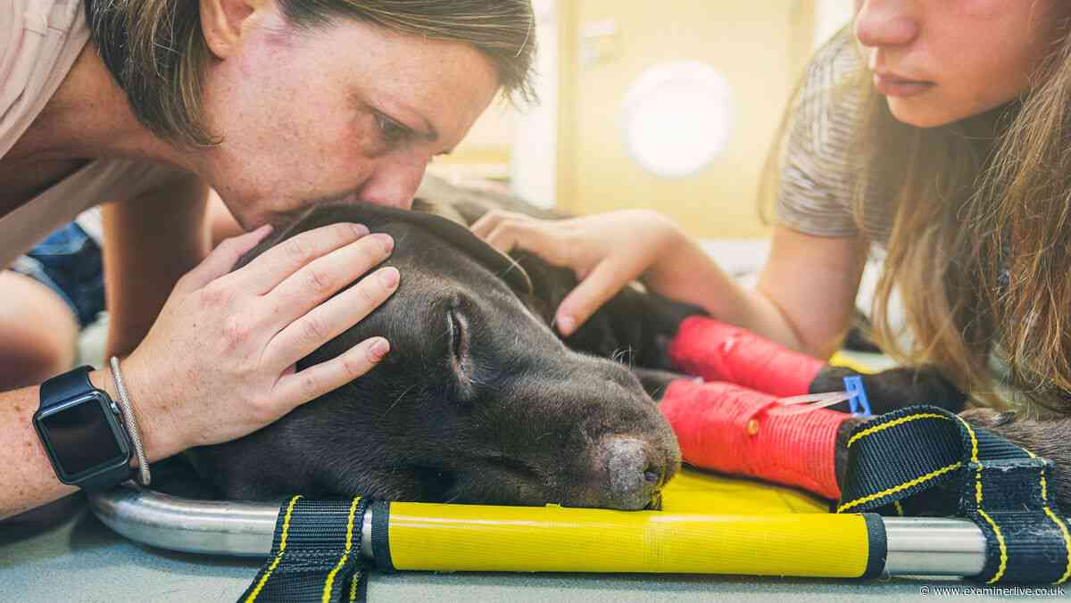 Dog and cat death mistake as many owners 'didn't know it was possible'