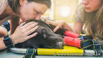 Dog and cat death mistake as many owners 'didn't know it was possible'