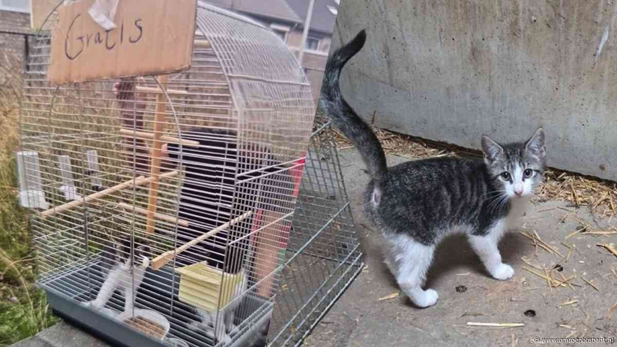 Kittens gedumpt in vogelkooi met bordje ‘gratis’ erbij: 'Zien we te vaak'