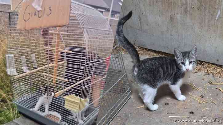 Kittens gedumpt in vogelkooi met bordje ‘gratis’ erbij: 'Zien we te vaak'
