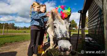 Paardenparadijs in Valkenswaard houdt beleefdag met rondleidingen en workshops