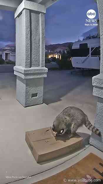 Sneaky raccoon breaks into family's dog food delivery