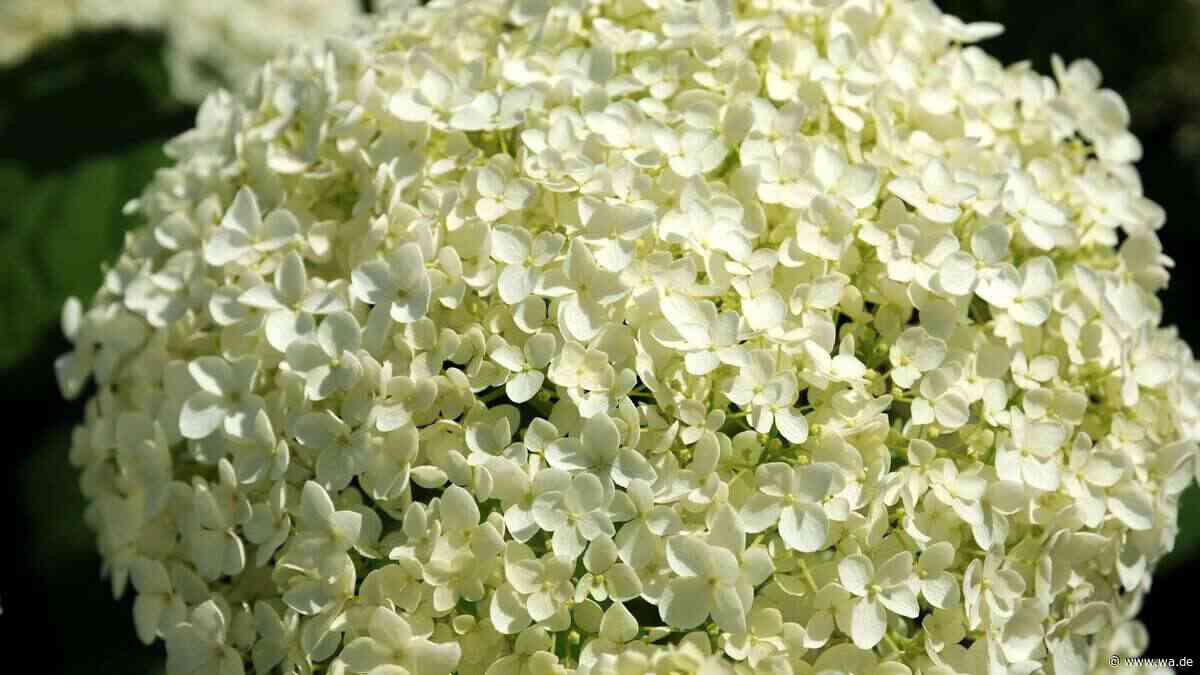 Sechs Gartenpflanzen, die Sie jetzt nicht mehr schneiden sollten