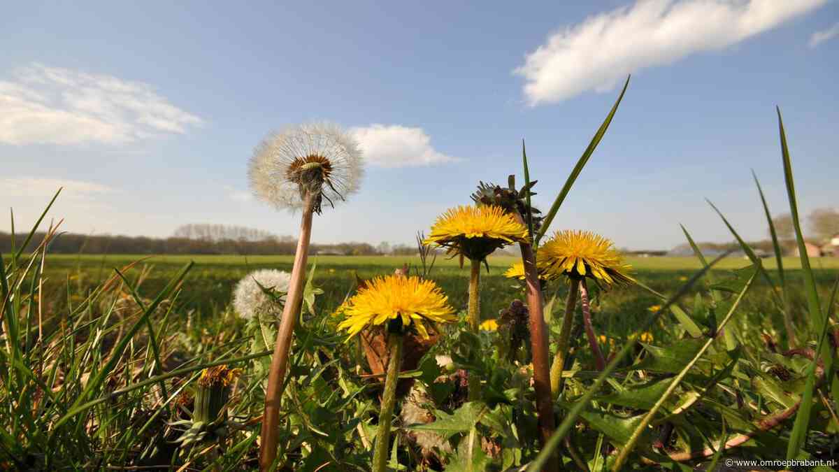 Week begint met zon en zomerse temperaturen, maar het wordt wisselvallig