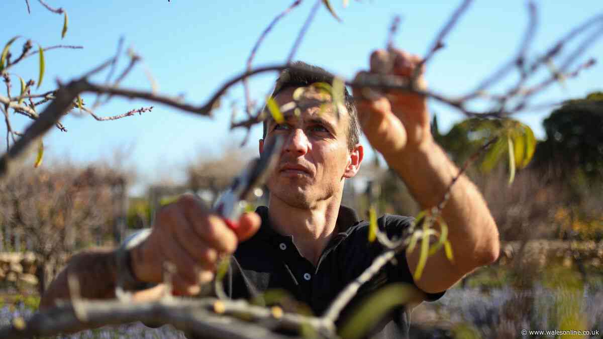 Your legal rights if neighbour's hedge or tree grows over your garden fence - rules to know