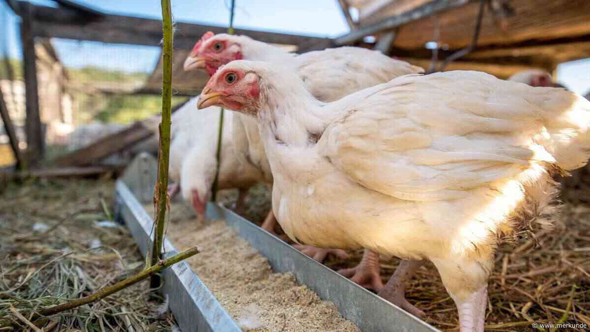 Zu wenig Eier? Geflügelexpertin verrät, was wirklich in den Futtertrog gehört