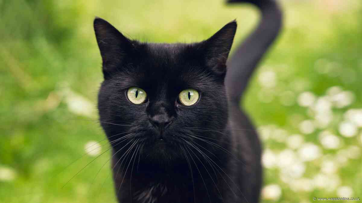 Your legal rights if neighbour’s cat uses your garden as toilet - rules explained