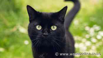 Your legal rights if neighbour’s cat uses your garden as toilet - rules explained