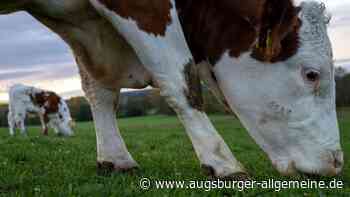 Kalb gestohlen