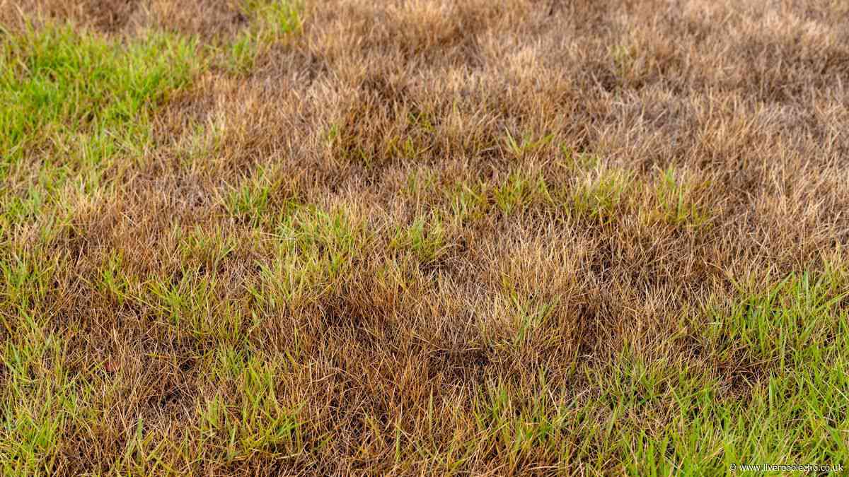 Lawns won't be patchy or brown if you do method that gives 'instant' fix