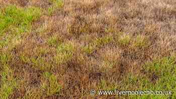 Lawns won't be patchy or brown if you do method that gives 'instant' fix