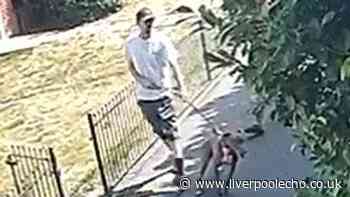 Prescot cat put down after dog attack in middle of the afternoon
