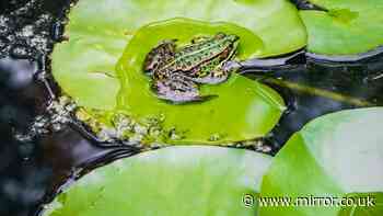 Frogs will love your garden if you follow RSPCA advice and place simple item outside