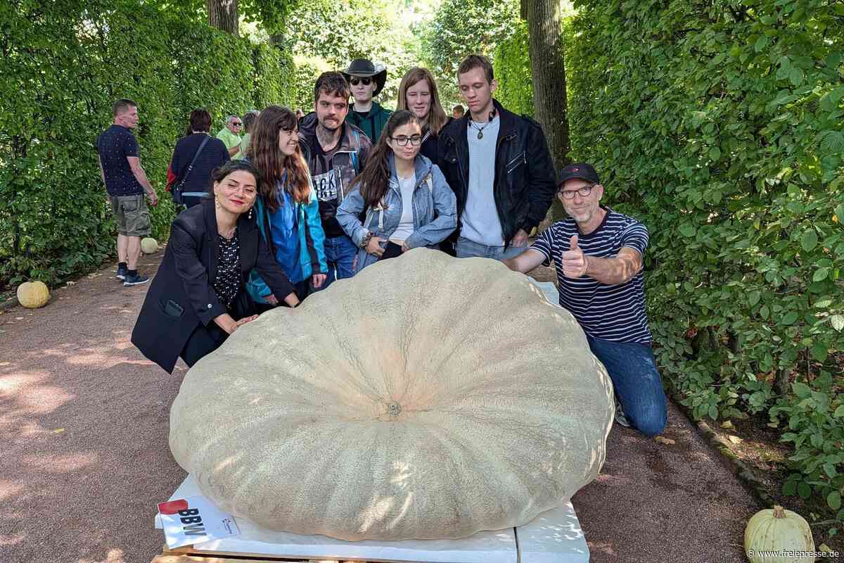 492 Kilogramm: Gewinner beim Kürbiswiegen in Lichtenwalde so schwer wie ein Pferd