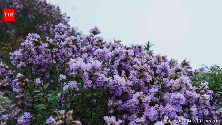 Neelakurinji Bloom Explained: Rare 12-year flowers carpet Munnar hills; species now vulnerable