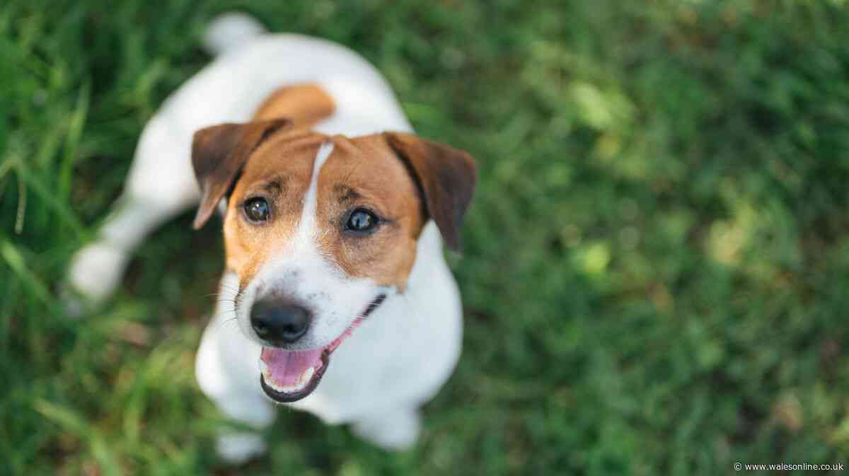 Your legal rights if neighbour’s dog barks all day and night - law explained