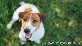 Your legal rights if neighbour’s dog barks all day and night - law explained