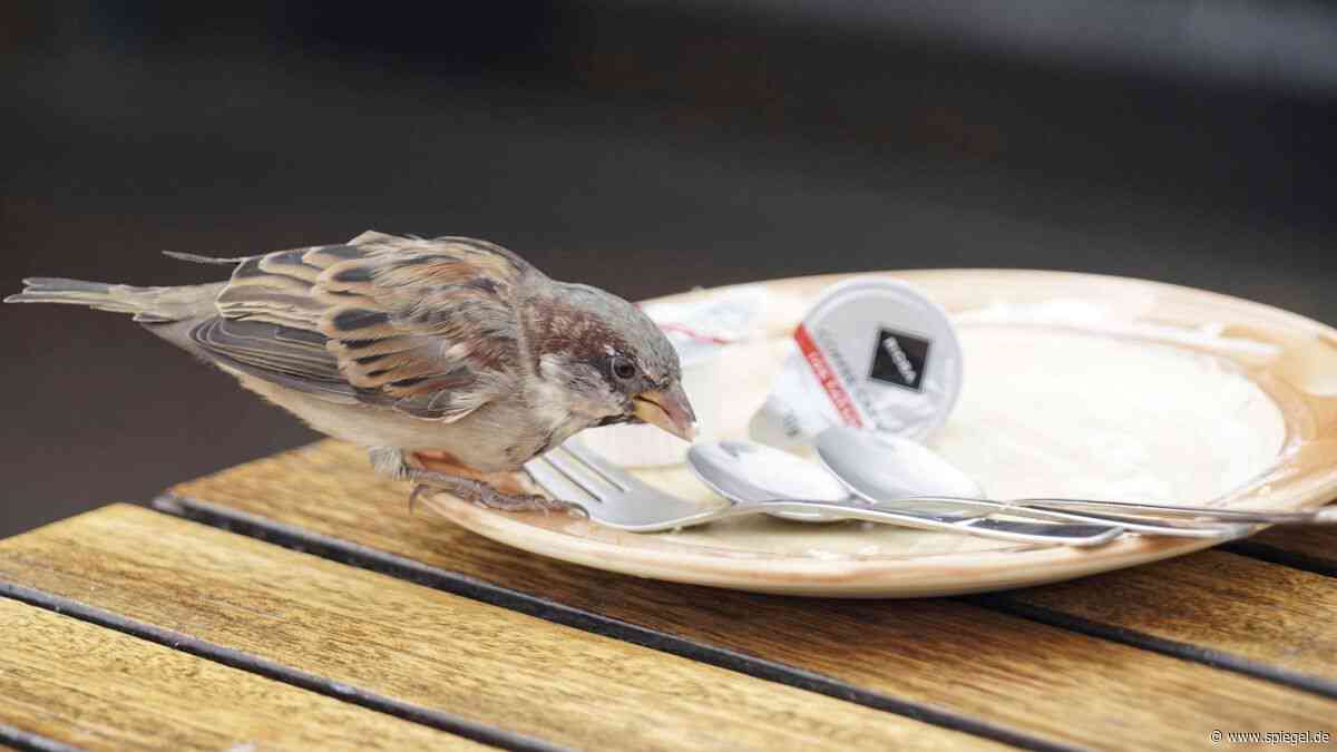 Berlin: Spatz-Bestände gehen drastisch zurück