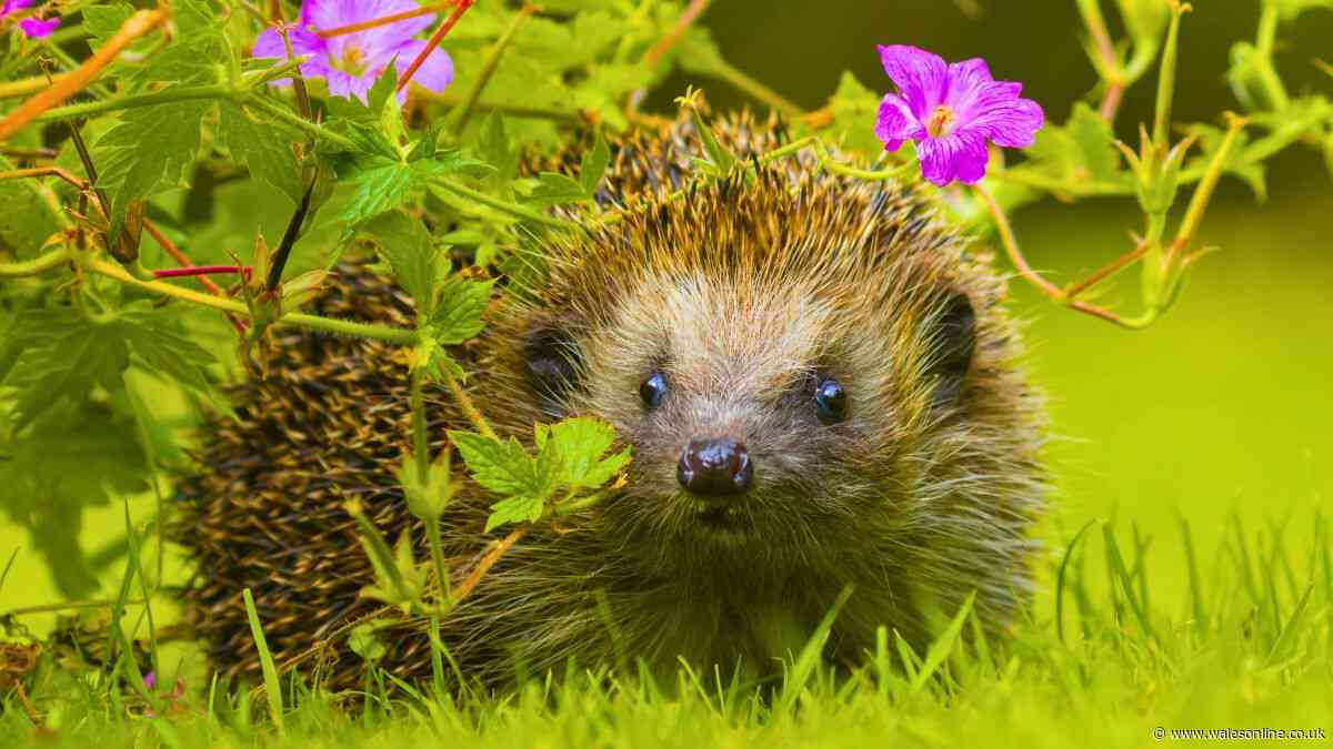 Gardeners urged to never leave 1 food item out for hedgehogs in September