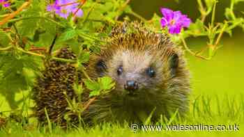 Gardeners urged to never leave 1 food item out for hedgehogs in September