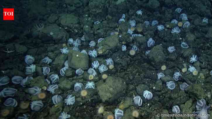 Scientists discovered an underwater city of 20,000 octopus nests deep inside California coast