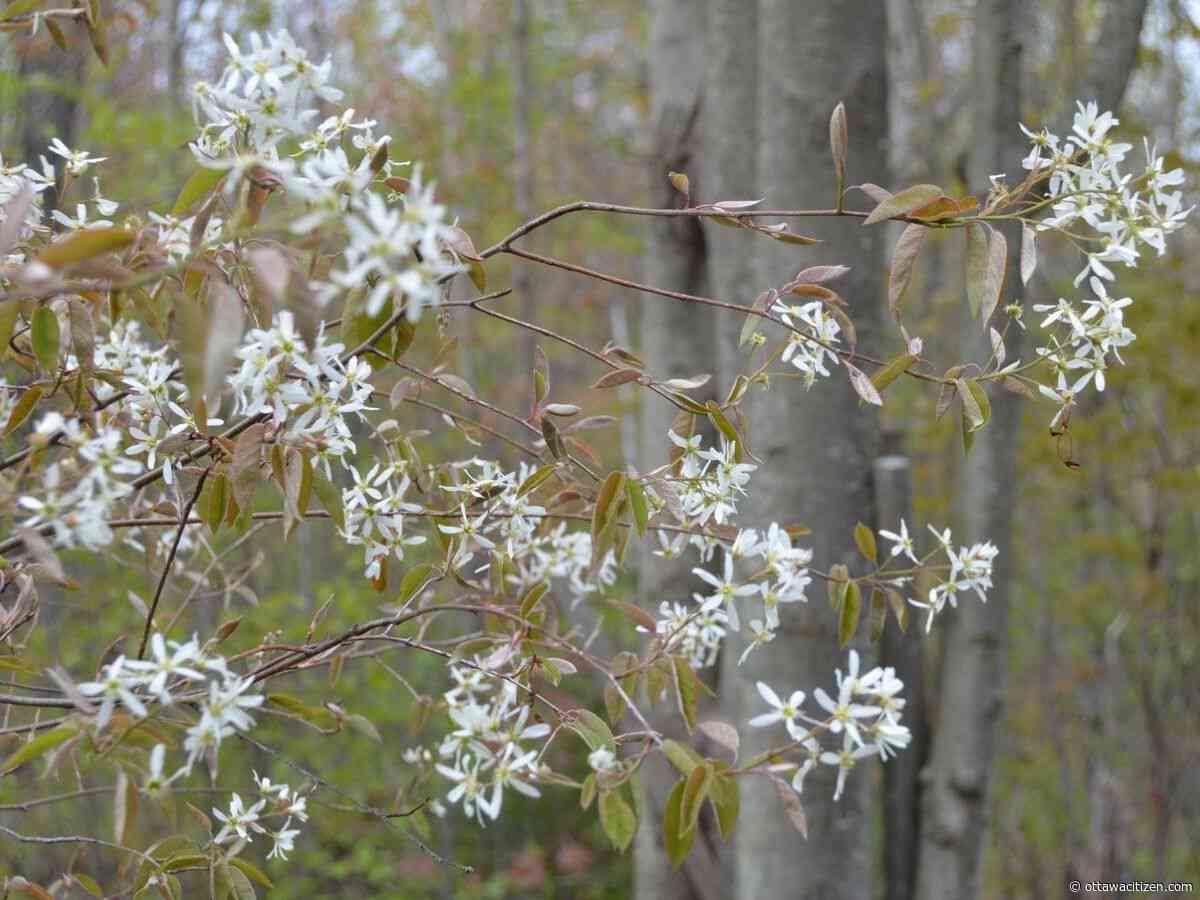 In the garden: Native shrubs for urban Ottawa
