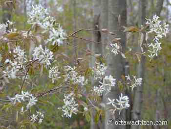 In the garden: Native shrubs for urban Ottawa