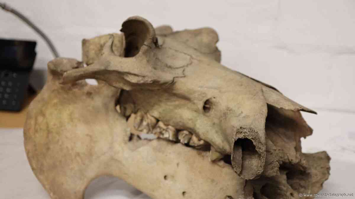 Hippo skull found in Coventry 100 years ago: The archaeological mystery explained